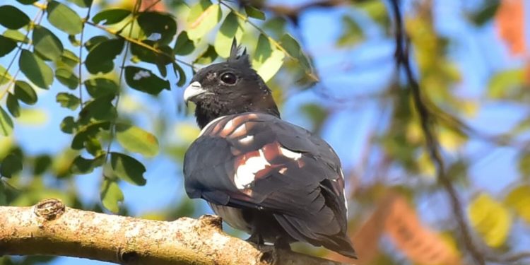നാച്ചുറൽ ഹിസ്റ്ററി സൊസൈറ്റി  പക്ഷി സർവേ നടത്തി.