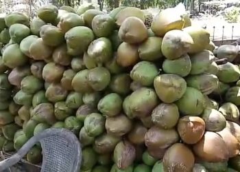 ചൂടിനെ അതിജീവിക്കാൻ കരിക്ക്; തണ്ണി മത്തൻ;പനംനൊങ്ക് വിപണി സജീവം.