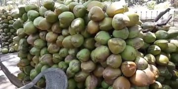 ചൂടിനെ അതിജീവിക്കാൻ കരിക്ക്; തണ്ണി മത്തൻ;പനംനൊങ്ക് വിപണി സജീവം.