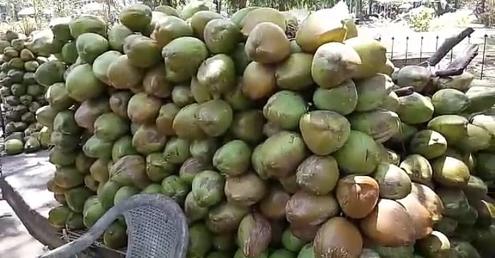 ചൂടിനെ അതിജീവിക്കാൻ കരിക്ക്; തണ്ണി മത്തൻ;പനംനൊങ്ക് വിപണി സജീവം.