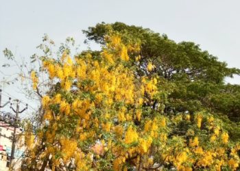 വിഷുവിൻ്റെ വരവറിയിച്ച് കണികൊന്നപൂത്തു.