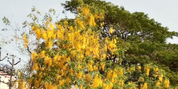 വിഷുവിൻ്റെ വരവറിയിച്ച് കണികൊന്നപൂത്തു.