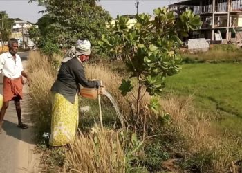 പാതയോരത്തെ ഫലവൃക്ഷ ചെടി നനച്ച് തൊഴിലുറപ്പ് തൊഴിലാളികൾ