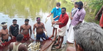 കുനിശ്ശേരിയിൽ മത്സ്യകൃഷി വിളവെടുപ്പ്