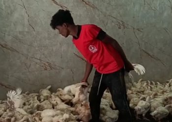 ഇറച്ചിക്കോഴി വില കുതിച്ചുയരുന്നു.