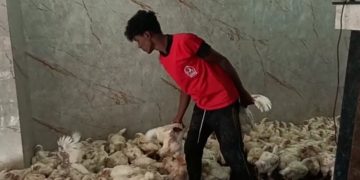 ഇറച്ചിക്കോഴി വില കുതിച്ചുയരുന്നു.