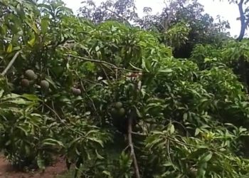മുതലമടയിലെ മാങ്ങാകർഷകർ കഷ്ടപ്പാടിൽ