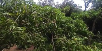 മുതലമടയിലെ മാങ്ങാകർഷകർ കഷ്ടപ്പാടിൽ