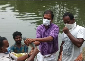 ജനകീയ  മത്സ്യക്കൃഷി വിളവെടുപ്പ്