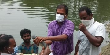 ജനകീയ  മത്സ്യക്കൃഷി വിളവെടുപ്പ്