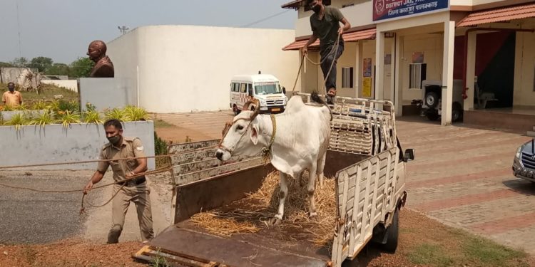 ക്ഷീരപഥത്തിലേക്കു താർപാർക്കറുടെ പ്രവേശനോൽസവം