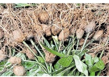 ആദിവാസികളുടെ കൃഷി നശിപ്പിച്ച സംഭവം: വനം വകുപ്പിനെതിരെ കേസ്