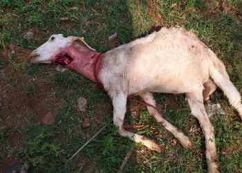 ആശ്രമത്തിലെ ആടുകളെ തെരുവുനായ്ക്കൾ കടിച്ചു കൊന്നു.