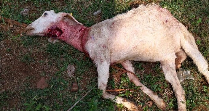 ആശ്രമത്തിലെ ആടുകളെ തെരുവുനായ്ക്കൾ കടിച്ചു കൊന്നു.