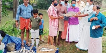 അമ്പല കമ്മിറ്റിക്കാരുടെ കൂട്ടായ്മയിലും മത്സ്യകൃഷി വിളവെടുപ്പ്