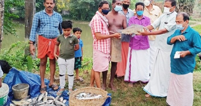അമ്പല കമ്മിറ്റിക്കാരുടെ കൂട്ടായ്മയിലും മത്സ്യകൃഷി വിളവെടുപ്പ്