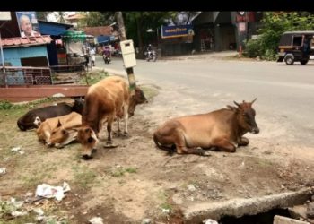 റോഡിൽ അലഞ്ഞുതിരിയുന്ന മൃഗങ്ങൾ അപകടം സൃഷ്ടിക്കുന്നു