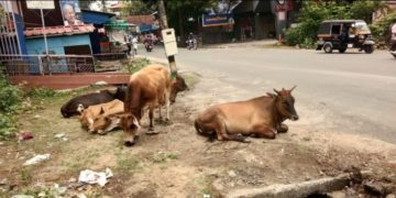 റോഡിൽ അലഞ്ഞുതിരിയുന്ന മൃഗങ്ങൾ അപകടം സൃഷ്ടിക്കുന്നു