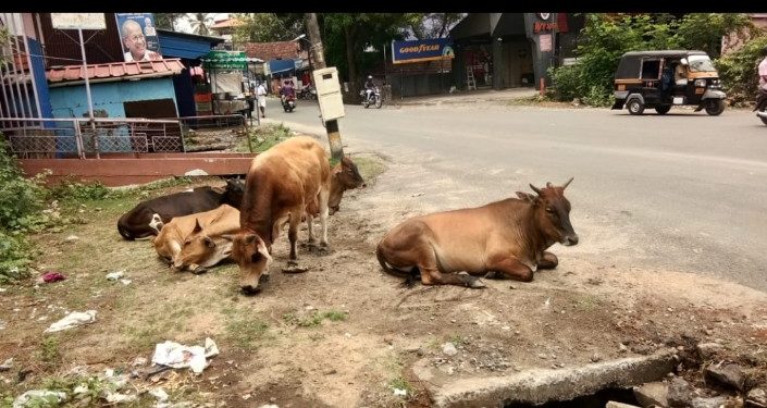 റോഡിൽ അലഞ്ഞുതിരിയുന്ന മൃഗങ്ങൾ അപകടം സൃഷ്ടിക്കുന്നു