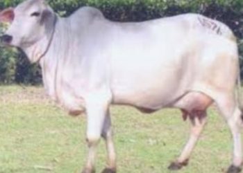 ക്ഷീരപഥത്തിലേക്കു താർപാർക്കറുടെ പ്രവേശനോൽസവം ഇന്ന്