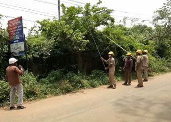 കെ.എസ്.ഇ.ബി. ടച്ചിങ്ങ്സ് വെട്ടിമാറ്റി