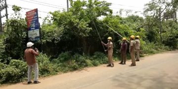 കെ.എസ്.ഇ.ബി. ടച്ചിങ്ങ്സ് വെട്ടിമാറ്റി