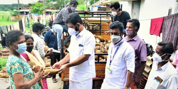 വിപണി ഇല്ലാതായ മലമ്പുഴയിലെ കപ്പ സൗജന്യമായി വിതരണം ചെയ്തു