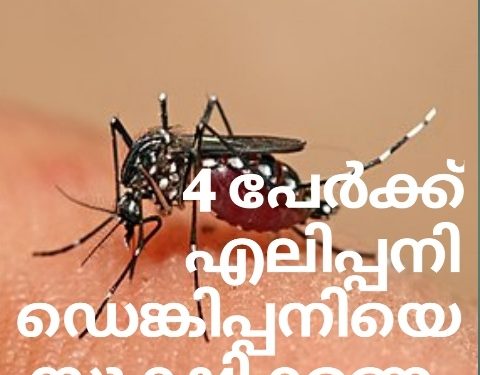 4 പേർക്ക്‌ എലിപ്പനി, ഡെങ്കിപ്പനിയെ സൂക്ഷിക്കണം