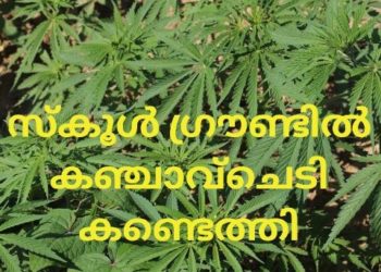 സ്​കൂൾ ഗ്രൗണ്ടിൽ കഞ്ചാവ്ചെടി കണ്ടെത്തി