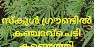 സ്​കൂൾ ഗ്രൗണ്ടിൽ കഞ്ചാവ്ചെടി കണ്ടെത്തി