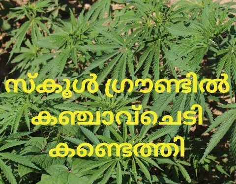 സ്​കൂൾ ഗ്രൗണ്ടിൽ കഞ്ചാവ്ചെടി കണ്ടെത്തി