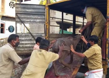 പോത്തുകുട്ടികളെ നഗരസഭ ജീവനക്കാർ രക്ഷപ്പെടുത്തി കൊണ്ടു പോകുന്നു.