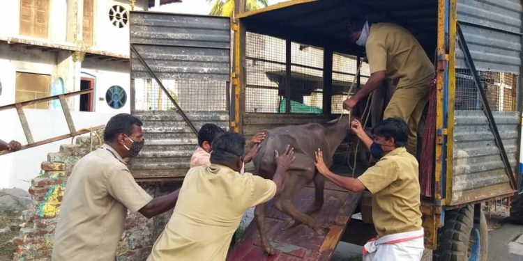പോത്തുകുട്ടികളെ നഗരസഭ ജീവനക്കാർ രക്ഷപ്പെടുത്തി കൊണ്ടു പോകുന്നു.