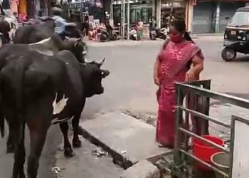 നഗരത്തിൽ അലഞ്ഞു തിരിയുന്ന പശുക്കളെ പിടിച്ചുകെട്ടണം.