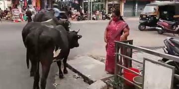 നഗരത്തിൽ അലഞ്ഞു തിരിയുന്ന പശുക്കളെ പിടിച്ചുകെട്ടണം.
