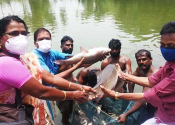 ജനകീയ മത്സ്യ കൃഷി വിളവെടുപ്പ് നടത്തി