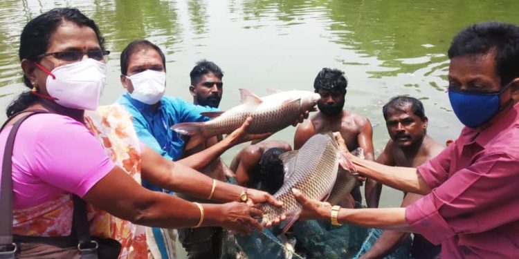 ജനകീയ മത്സ്യ കൃഷി വിളവെടുപ്പ് നടത്തി