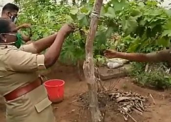 ജില്ലാ ജയിലിൽ ഇനി മധുരമൂറും മുന്തിരിയും-ജോസ് ചാലയ്ക്കൽ –