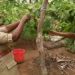ജില്ലാ ജയിലിൽ ഇനി മധുരമൂറും മുന്തിരിയും-ജോസ് ചാലയ്ക്കൽ –