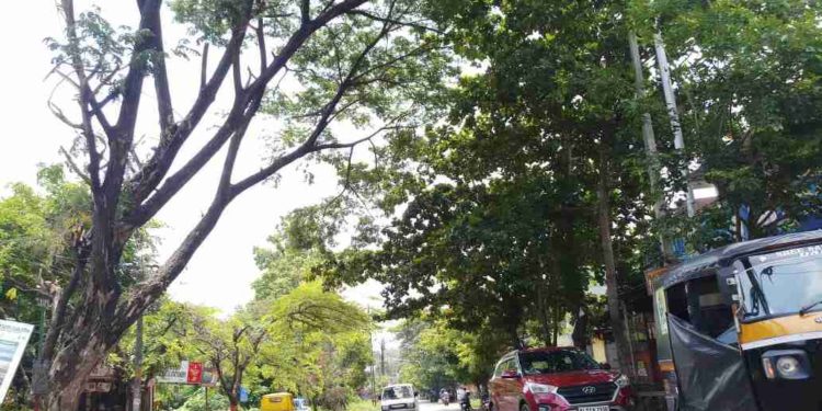 കാലപ്പഴക്കം ചെന്ന വൃക്ഷം അപകടഭീഷണിയുയർത്തുന്നു.