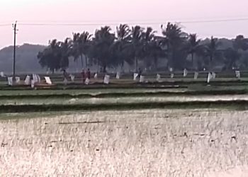 കാട്ടുപന്നി ശല്യം: കർഷകർ പാടത്ത് പ്ലാസ്റ്റിക്ക് ചാക്കുകൾ നാട്ടി.