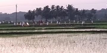 കാട്ടുപന്നി ശല്യം: കർഷകർ പാടത്ത് പ്ലാസ്റ്റിക്ക് ചാക്കുകൾ നാട്ടി.