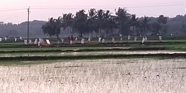 കാട്ടുപന്നി ശല്യം: കർഷകർ പാടത്ത് പ്ലാസ്റ്റിക്ക് ചാക്കുകൾ നാട്ടി.