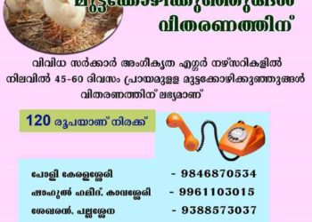 മുട്ടക്കോഴിക്കുഞ്ഞുങ്ങള്‍ വിതരണത്തിന്