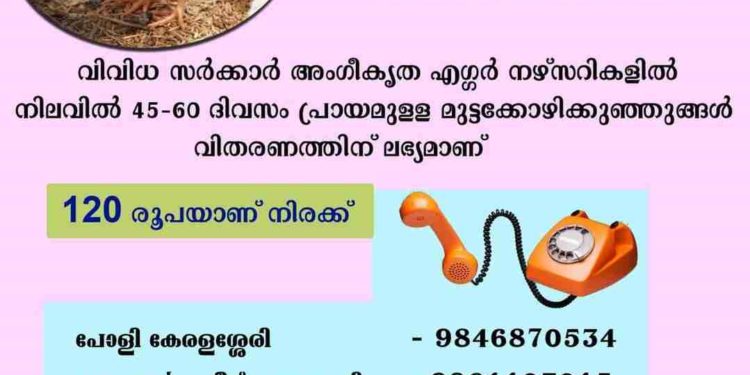 മുട്ടക്കോഴിക്കുഞ്ഞുങ്ങള്‍ വിതരണത്തിന്