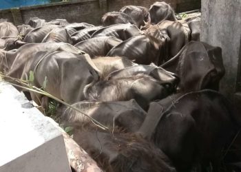 മുപ്പതോളം പോത്തുകുട്ടികൾ കാരാഗൃഹത്തിൽ – രണ്ടെണ്ണം ചത്തു കിടക്കുന്നു.