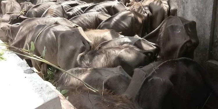 മുപ്പതോളം പോത്തുകുട്ടികൾ കാരാഗൃഹത്തിൽ – രണ്ടെണ്ണം ചത്തു കിടക്കുന്നു.