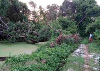 വൻമരം കടപുഴങ്ങി വീണു