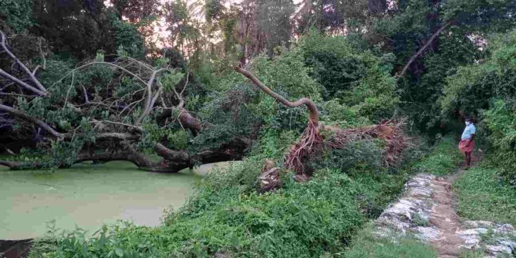 വൻമരം കടപുഴങ്ങി വീണു