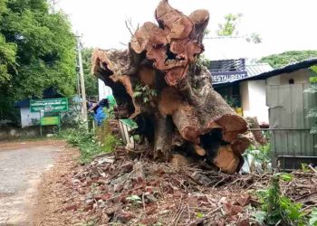 മരമുത്തശ്ശിയുടെ മൃതാവശിഷ്ടം അനാഥമായി കിടക്കുന്നു.–  ജോസ് ചാലയ്ക്കൽ